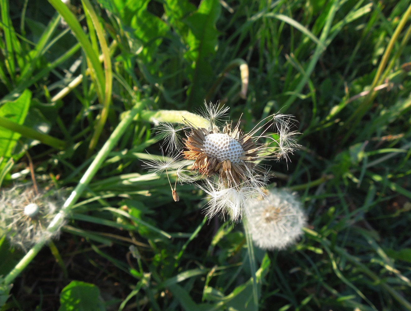 Изображение особи Taraxacum officinale.