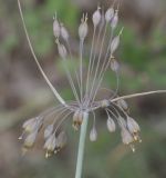 Allium paczoskianum. Соцветие. Греция, Халкидики, Холомондас (Χολομώντας). 14.07.2014.