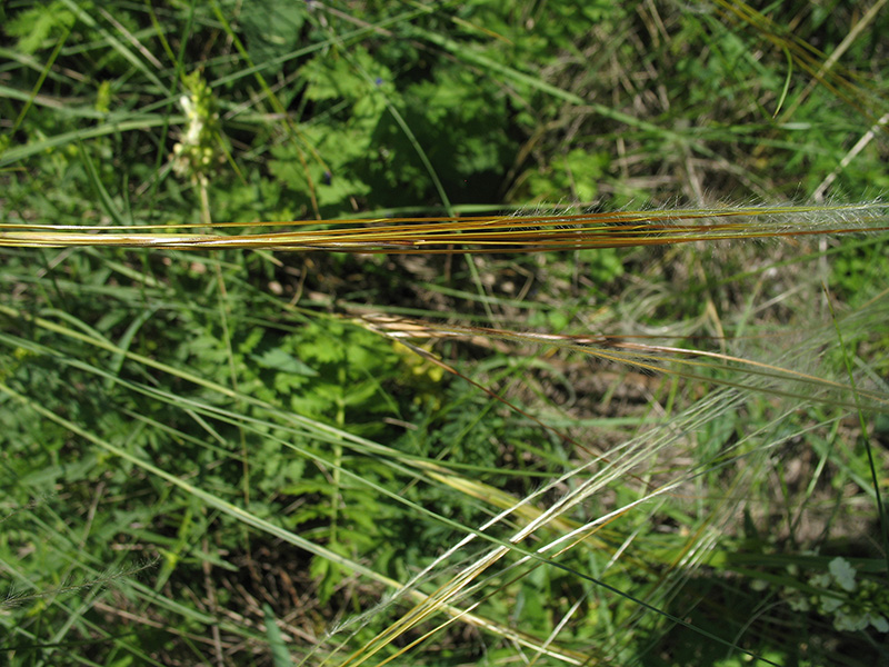 Image of Stipa pulcherrima specimen.