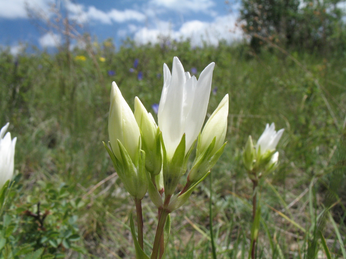 Image of Gentiana olivieri specimen.