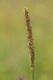 Plantago urvillei