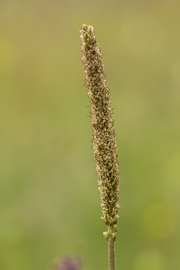 Изображение особи Plantago urvillei.