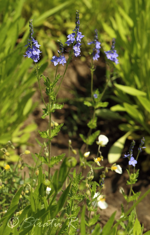 Изображение особи Veronica dentata.