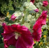 Alcea rosea. Цветки и бутоны в средней части соцветия. Германия, г. Дюссельдорф, Ботанический сад университета. 03.07.2014.