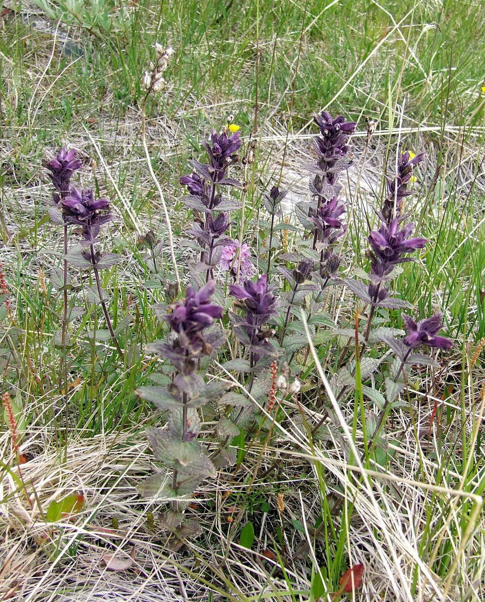 Image of Bartsia alpina specimen.