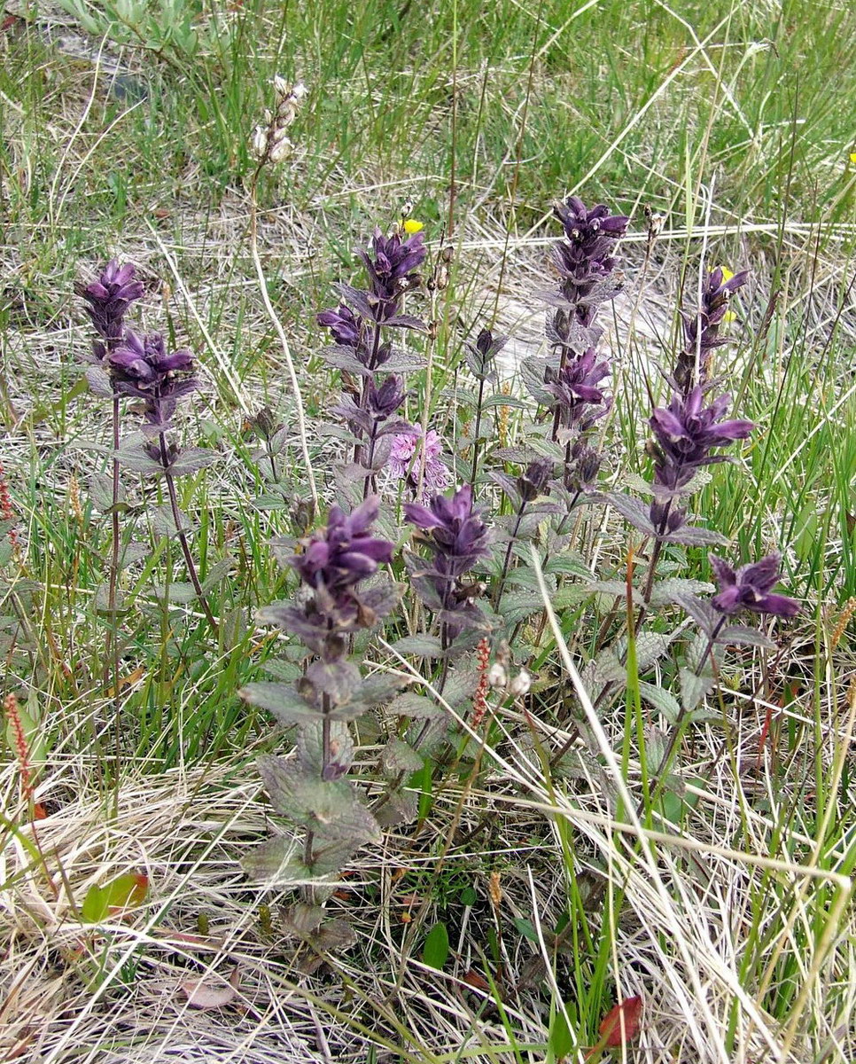 Изображение особи Bartsia alpina.