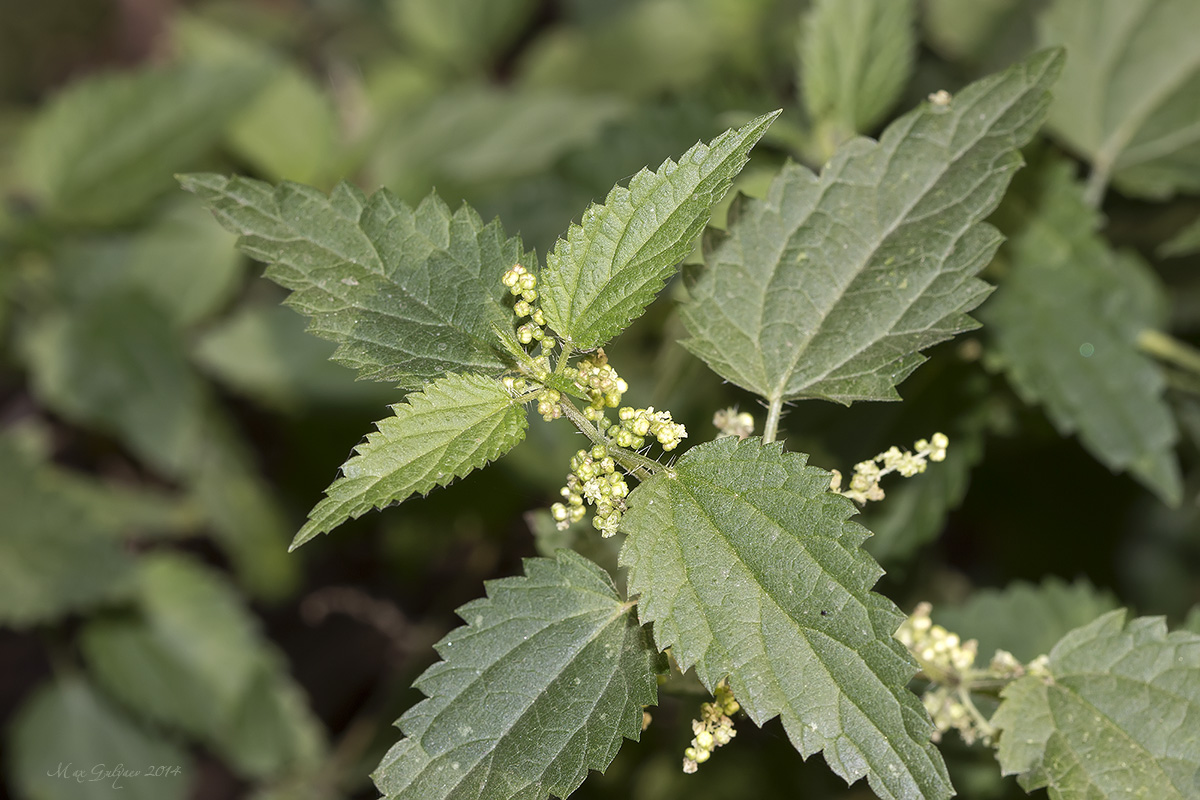 Изображение особи Urtica dioica.