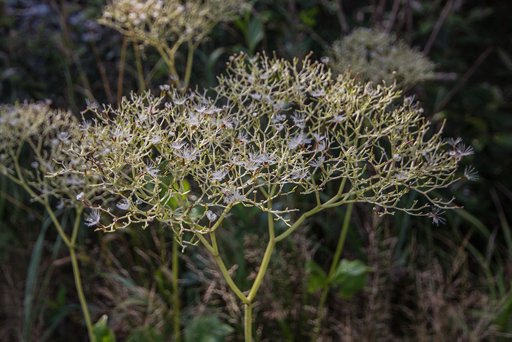 Image of Valeriana alliariifolia specimen.