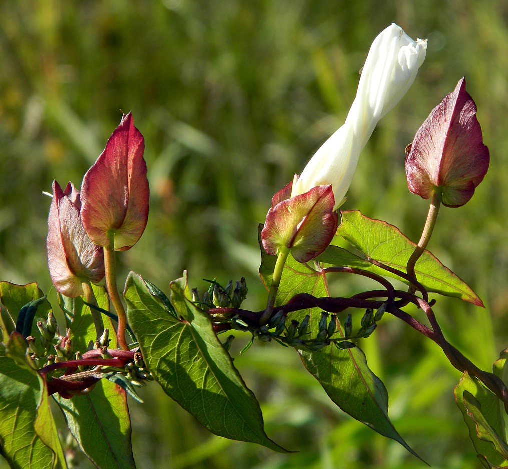 Image of Calystegia sepium specimen.