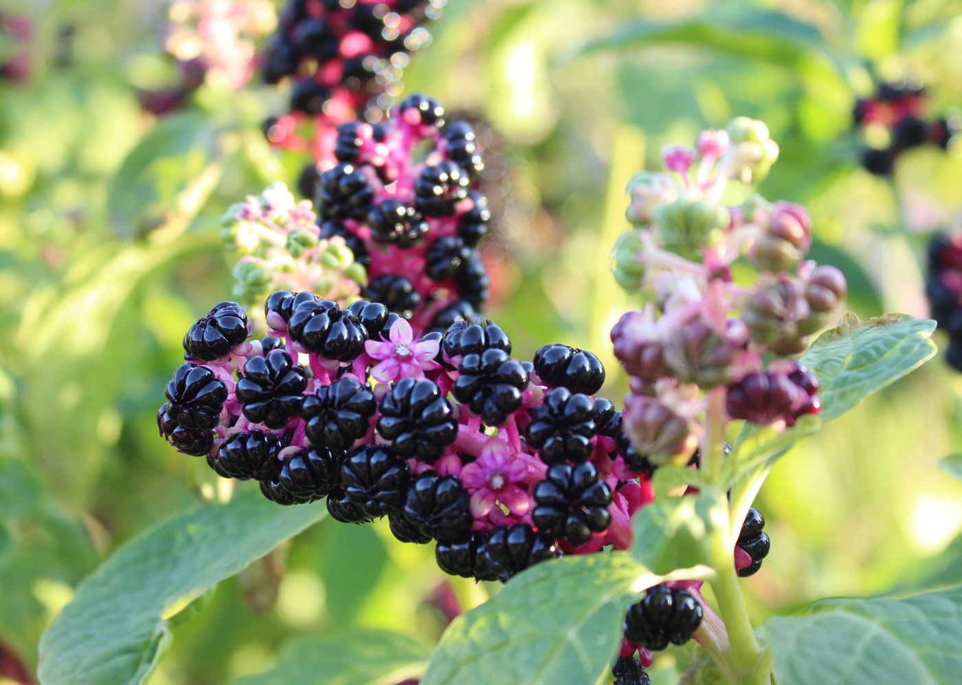 Image of Phytolacca acinosa specimen.