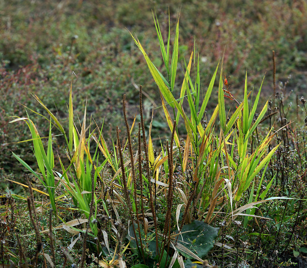 Изображение особи Phragmites australis.