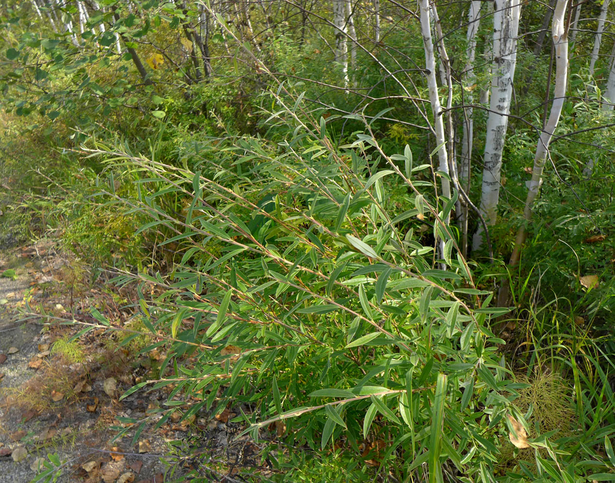 Изображение особи Salix brachypoda.