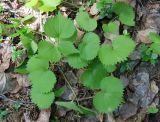 Viola uniflora. Плодоносящее растение. Бурятия, южная часть Баргузинского хребта, берег ручья Гремячего. 15.07.2009.