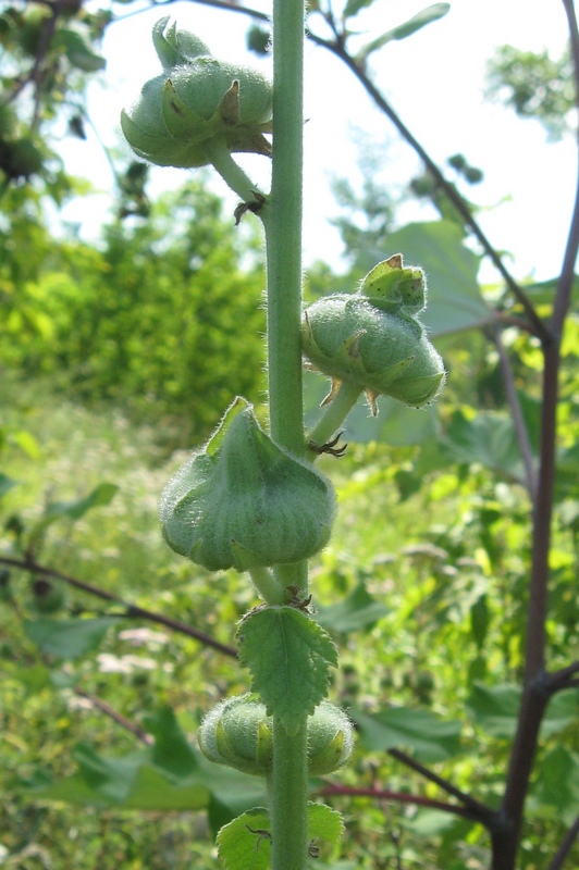 Изображение особи Alcea rosea.