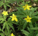 Anemone ranunculoides