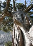 Juniperus excelsa. Ствол старого дерева. Южный Берег Крыма, ландшафтный заказник \"Мыс Айя\". Июнь 2004 г.