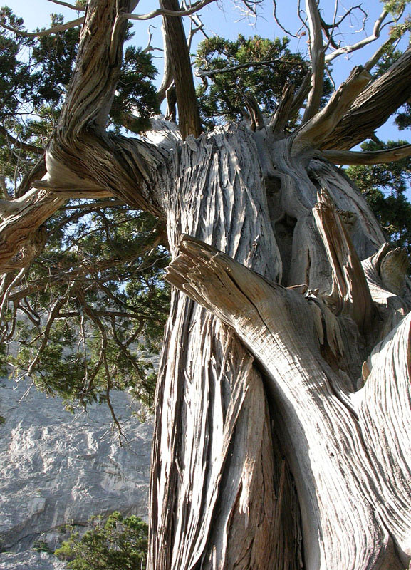 Image of Juniperus excelsa specimen.