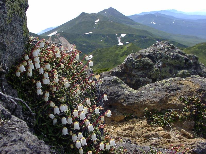 Изображение особи Cassiope lycopodioides.