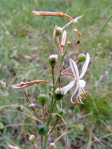 Image of Asphodeline tenuior specimen.