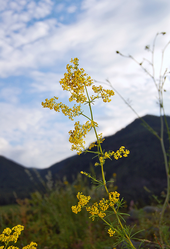 Изображение особи Galium verum.