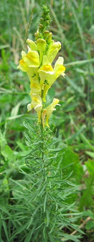 Image of Linaria vulgaris specimen.