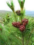 Pinus pumila