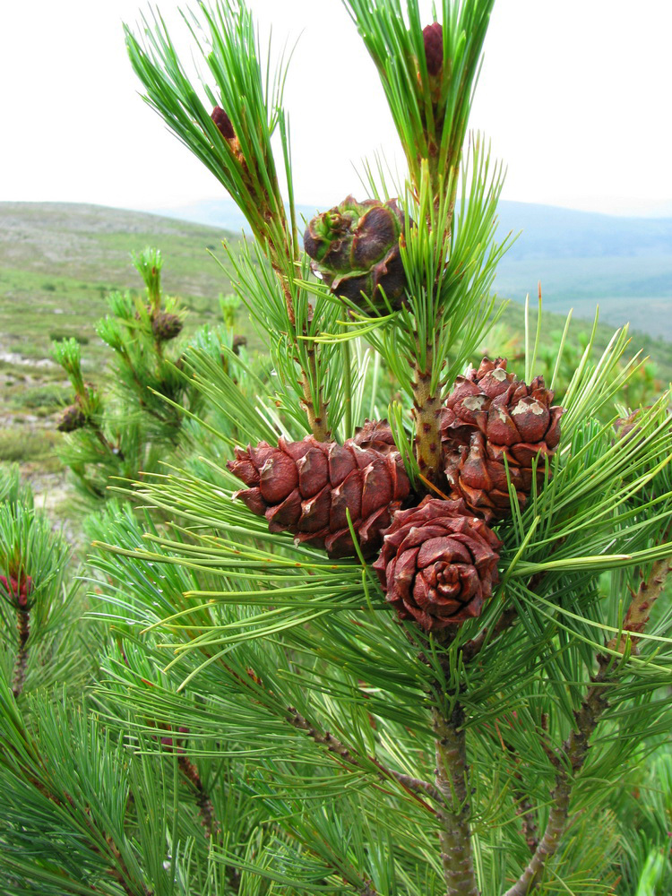 Image of Pinus pumila specimen.