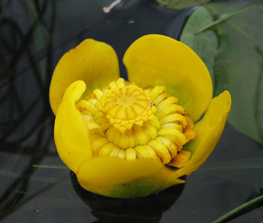 Image of Nuphar lutea specimen.