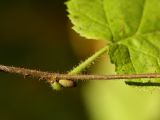 Corylus avellana