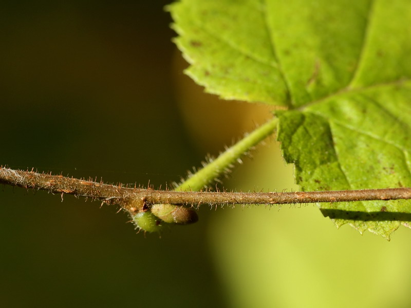 Image of Corylus avellana specimen.