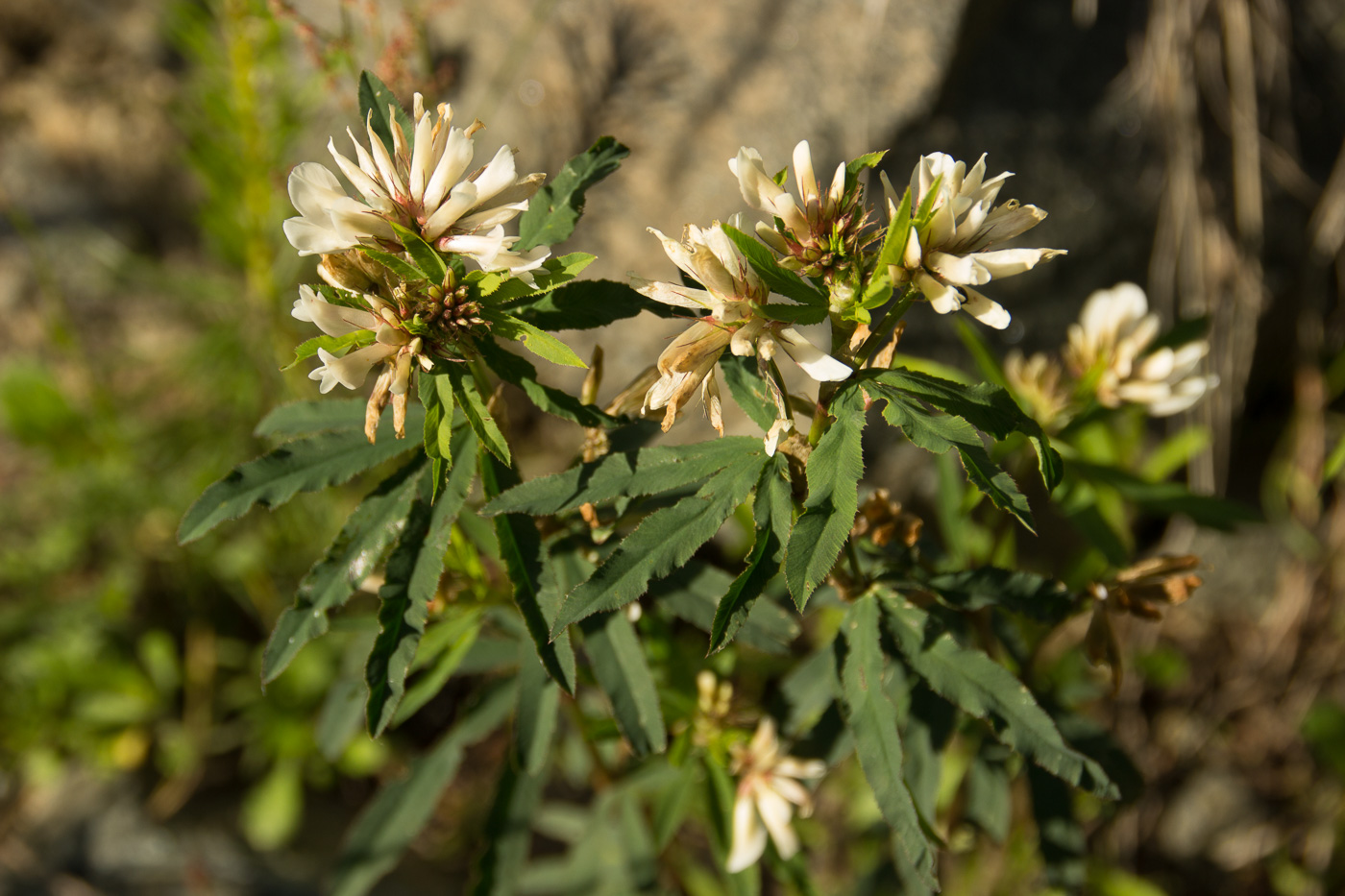 Изображение особи Trifolium spryginii.