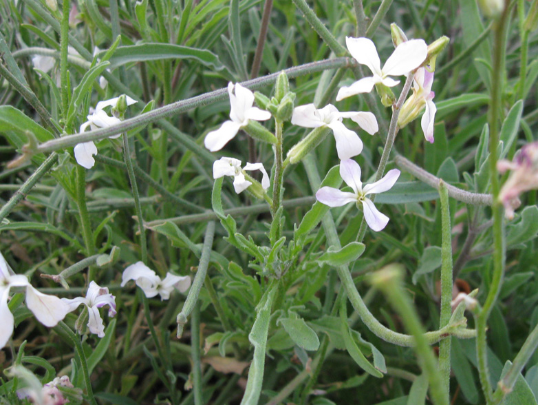 Image of Matthiola bicornis specimen.