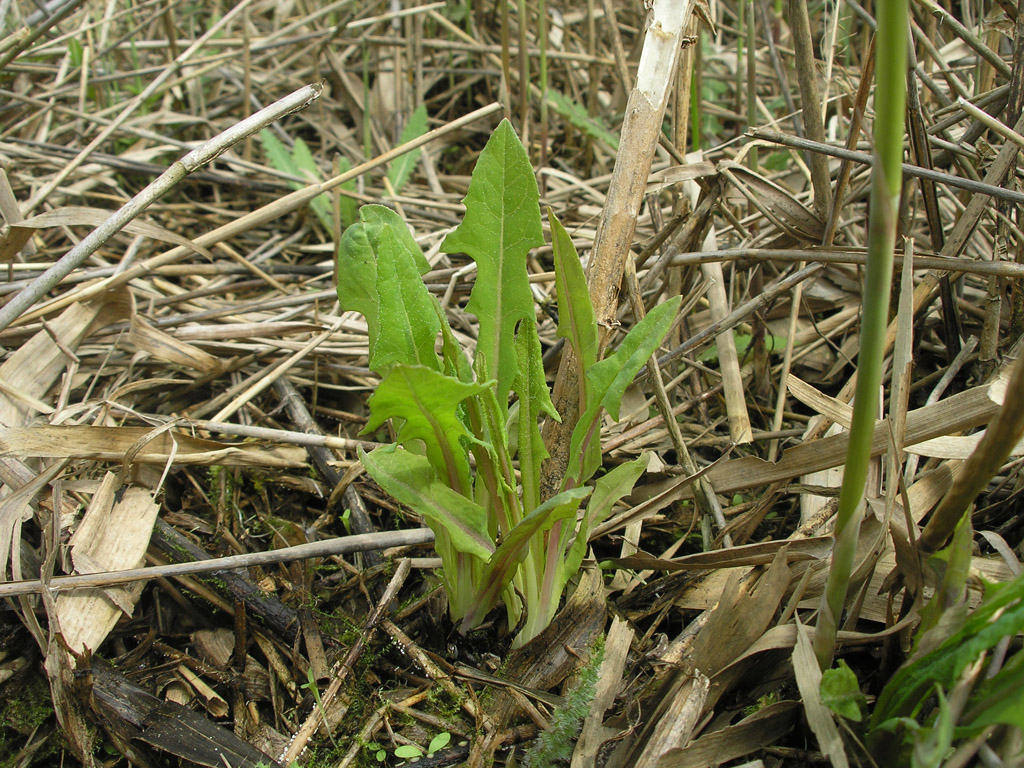 Изображение особи Sonchus palustris.