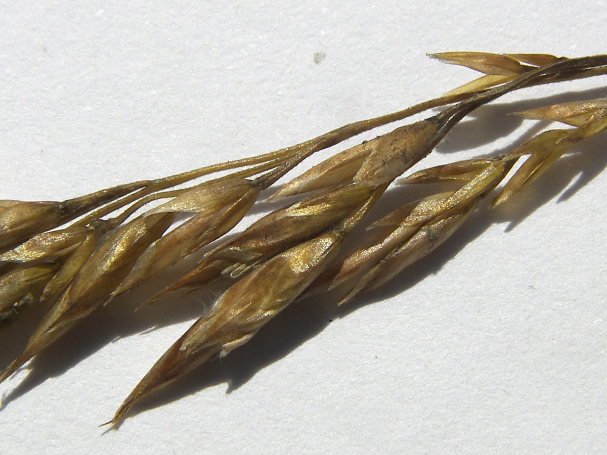 Image of Festuca djimilensis specimen.