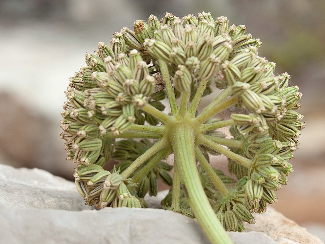 Image of Seseli globiferum specimen.