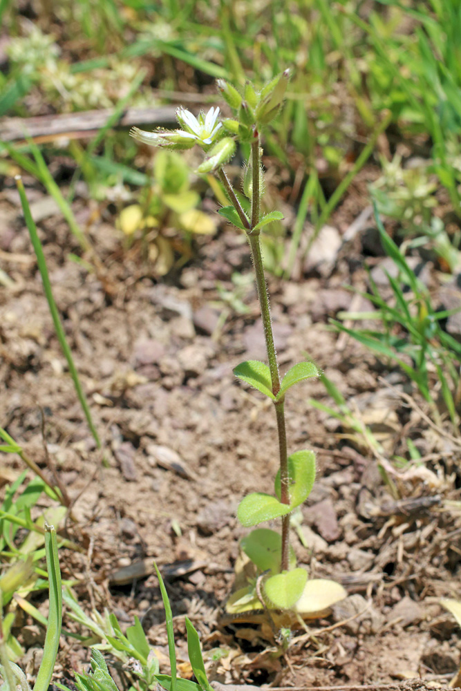 Изображение особи Cerastium glomeratum.