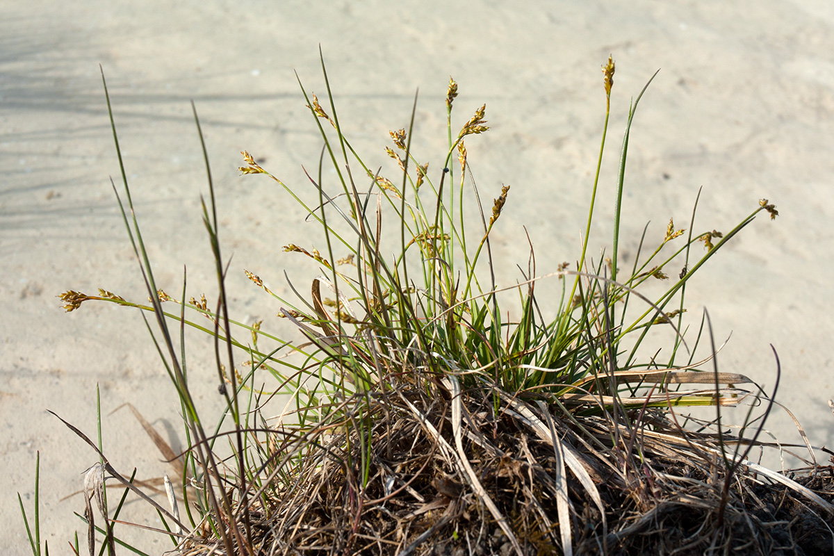 Изображение особи Carex ornithopoda.