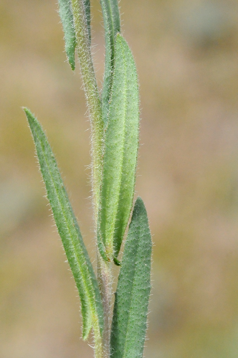 Image of Camelina microcarpa specimen.