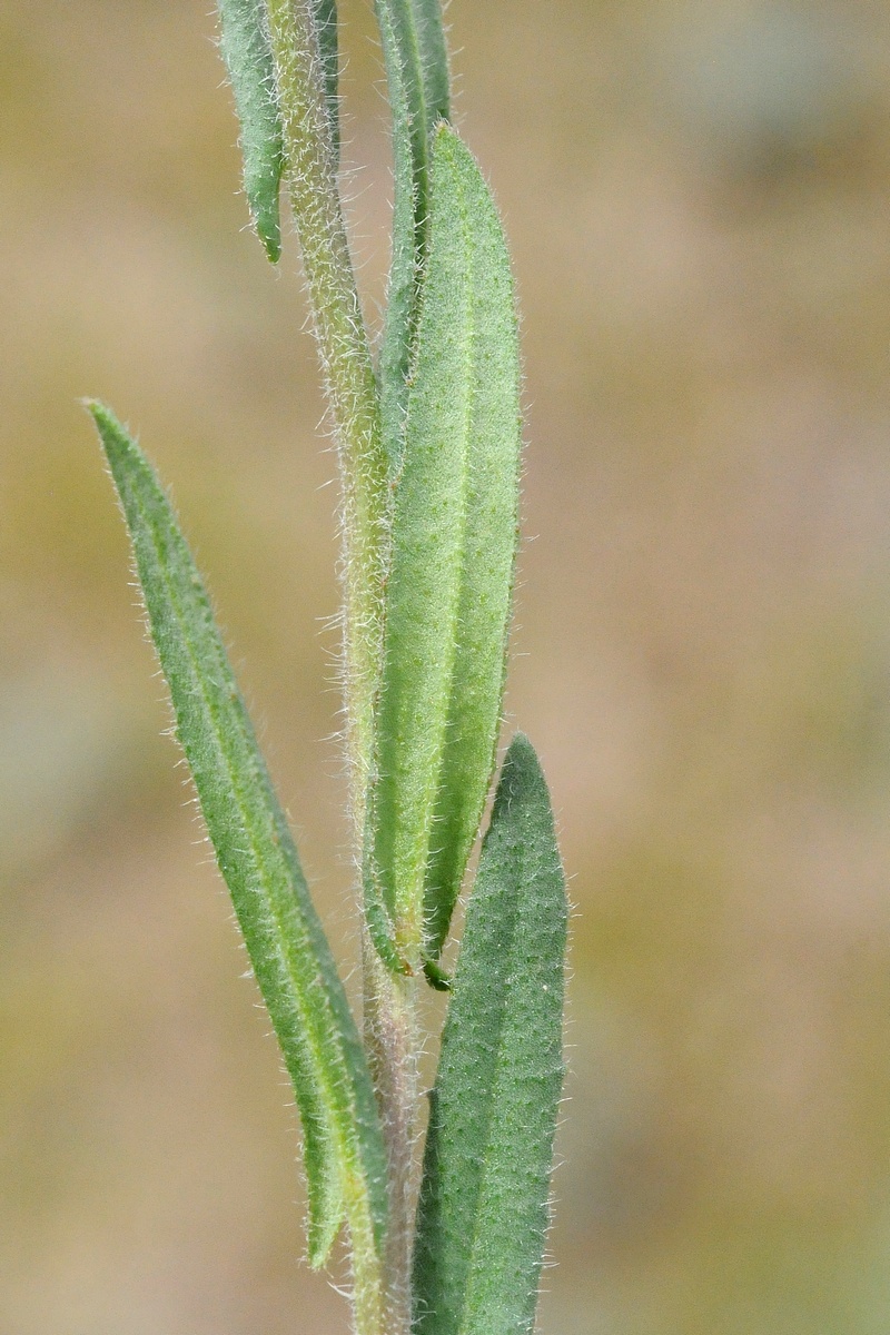 Изображение особи Camelina microcarpa.