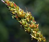 Sorghum bicolor