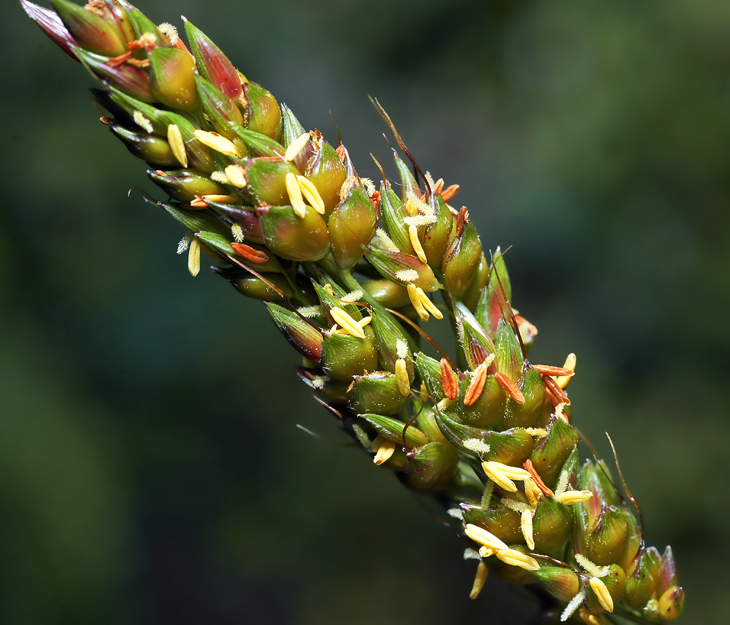 Изображение особи Sorghum bicolor.