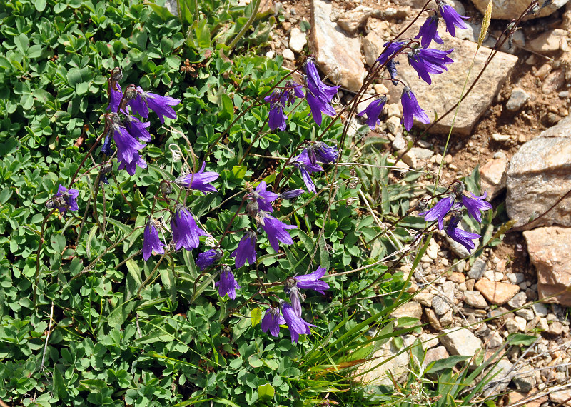 Image of Campanula collina specimen.