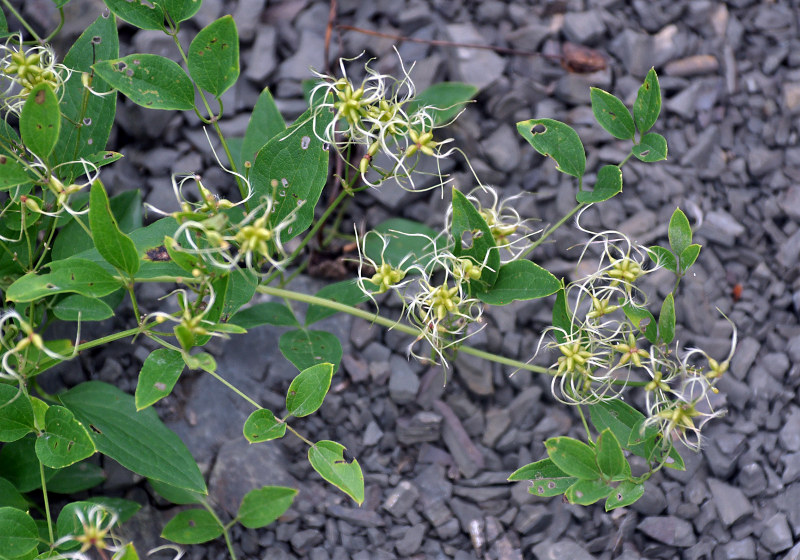 Image of Clematis mandshurica specimen.