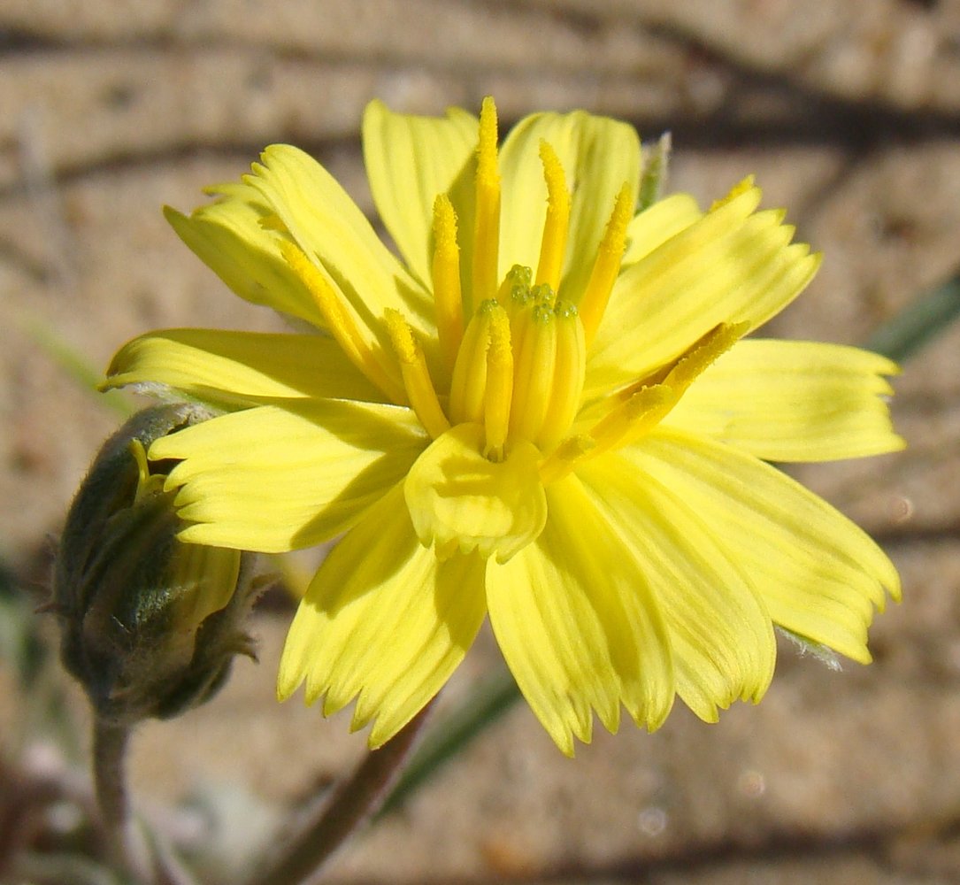 Image of Scorzonera sericeolanata specimen.