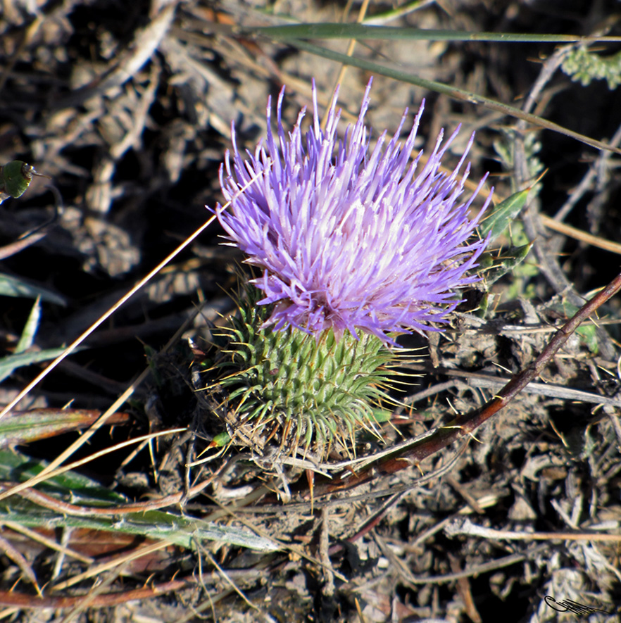 Image of Ancathia igniaria specimen.