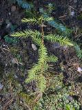 Taxodium distichum