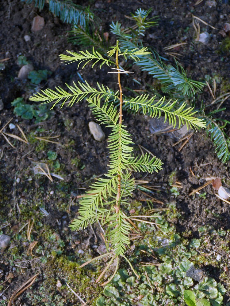 Изображение особи Taxodium distichum.