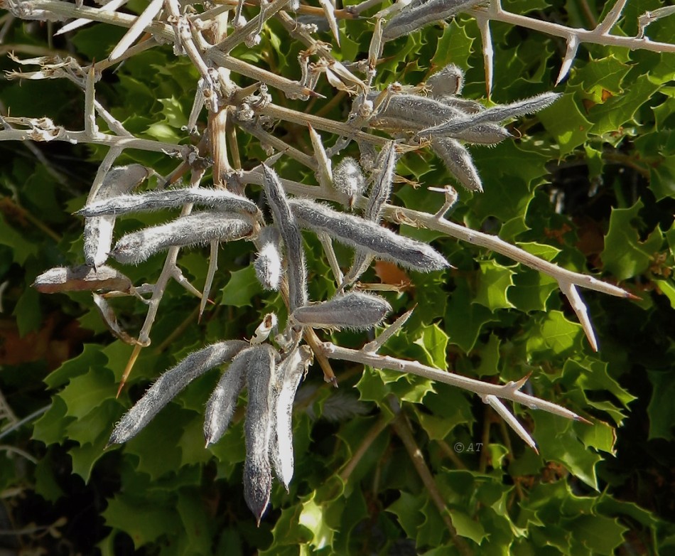 Image of Calicotome villosa specimen.