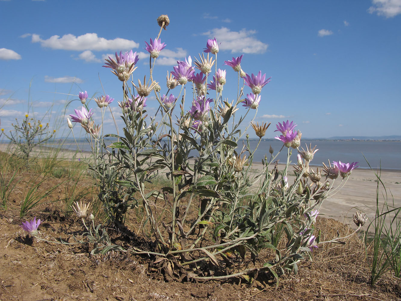 Изображение особи Xeranthemum annuum.