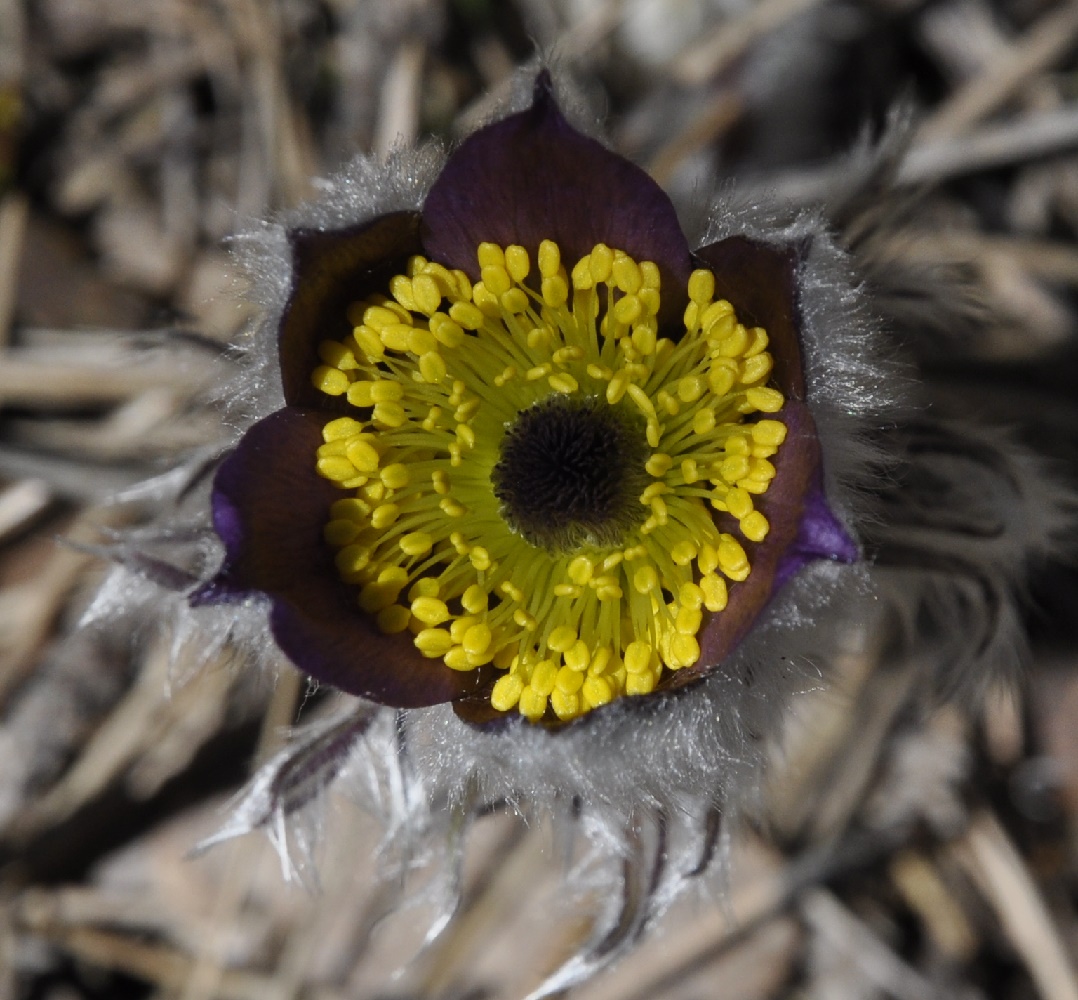 Image of Pulsatilla halleri ssp. rhodopaea specimen.